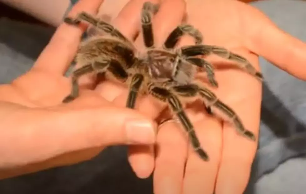 Meet Colorado’s Most Famous Tarantula
